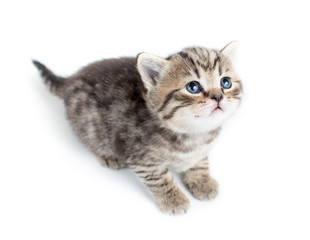 top view of baby cat kitten on white background
