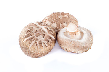 Shiitake