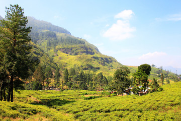 Fototapeta na wymiar Ceylon Tea Plantation w Sri Lance