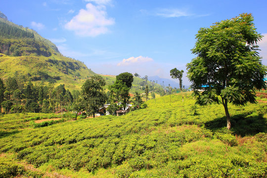 Ceylon tea plantation in Sri Lanka
