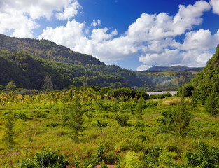 Fototapeta na wymiar Nature of Mauritius. Wood and mountains