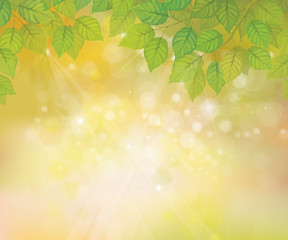 Fototapeta premium Vector green leaves on sunshine background.