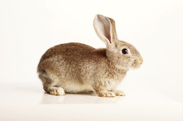 brown rabbit on white background