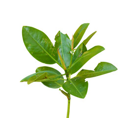 Mangrove tree isolated