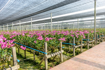 Orchid plant nursery