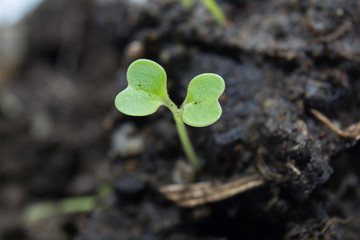 Green sprout growing from seed
