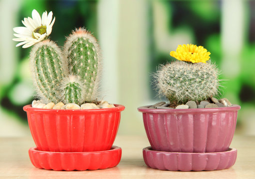 Cactuses in flowerpots with flowers, on wooden windowsill