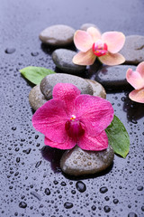 Naklejka na ściany i meble Composition with beautiful blooming orchid with water drops and