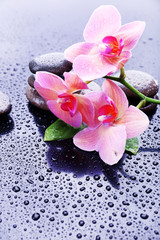 Composition with beautiful blooming orchid with water drops and