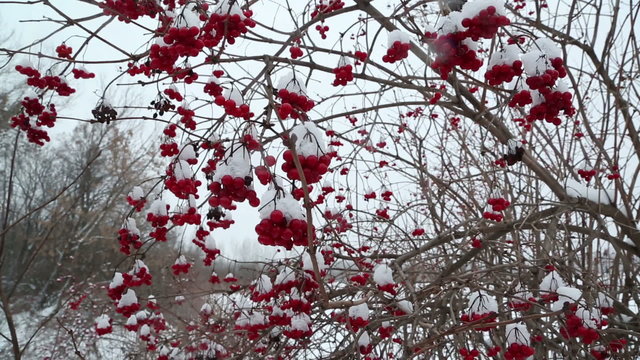 snowball red branches under snow at winter