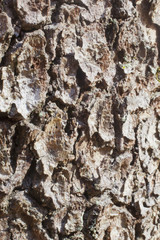 A close up on tree bark texture