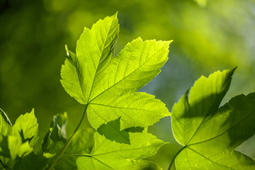 Bright colorful leaves on the branches used as background