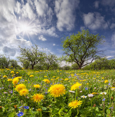 Dandelions on a green meadow in sunlight