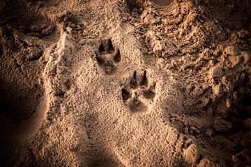 Dog's foot prints in the sand