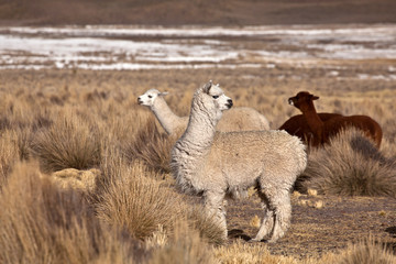 Fototapeta premium lama, alpaca