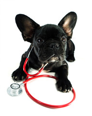 dog and a stethoscope