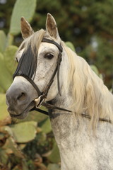 Fototapeta na wymiar Biały koń przed kaktusy