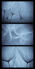 Abstract dandelion flower background, . Big dandelion