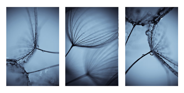 Fototapeta Abstract dandelion flower background, . Big dandelion