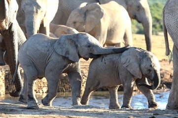 Baby African Elephant Friends