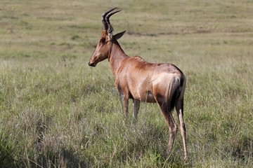 Red Hartebeest Antelope