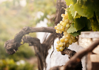 Bunch of white grapes in the vineyard