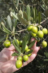 Hand with branch of green olives on olive tree