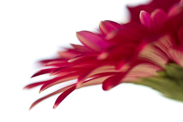 Macro photo of gerbera flower with water drop 