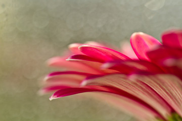 Macro photo of gerbera flower with water drop 