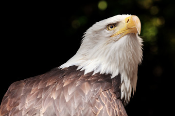 Portrait eines Adler (Weißkopfseeadler / Haliaeetus)