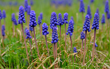 Blue flowers in the garden