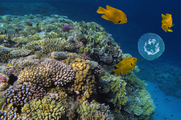 Naklejka premium Coral reef and Jelly Fish Underwater Photo