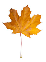 Maple leaf
