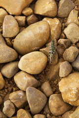 Grasshopper Among Stones
