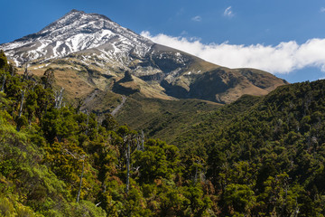 forested slopes of mount Taranaki