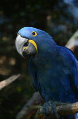 blue macaw