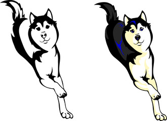 running dog Huskies