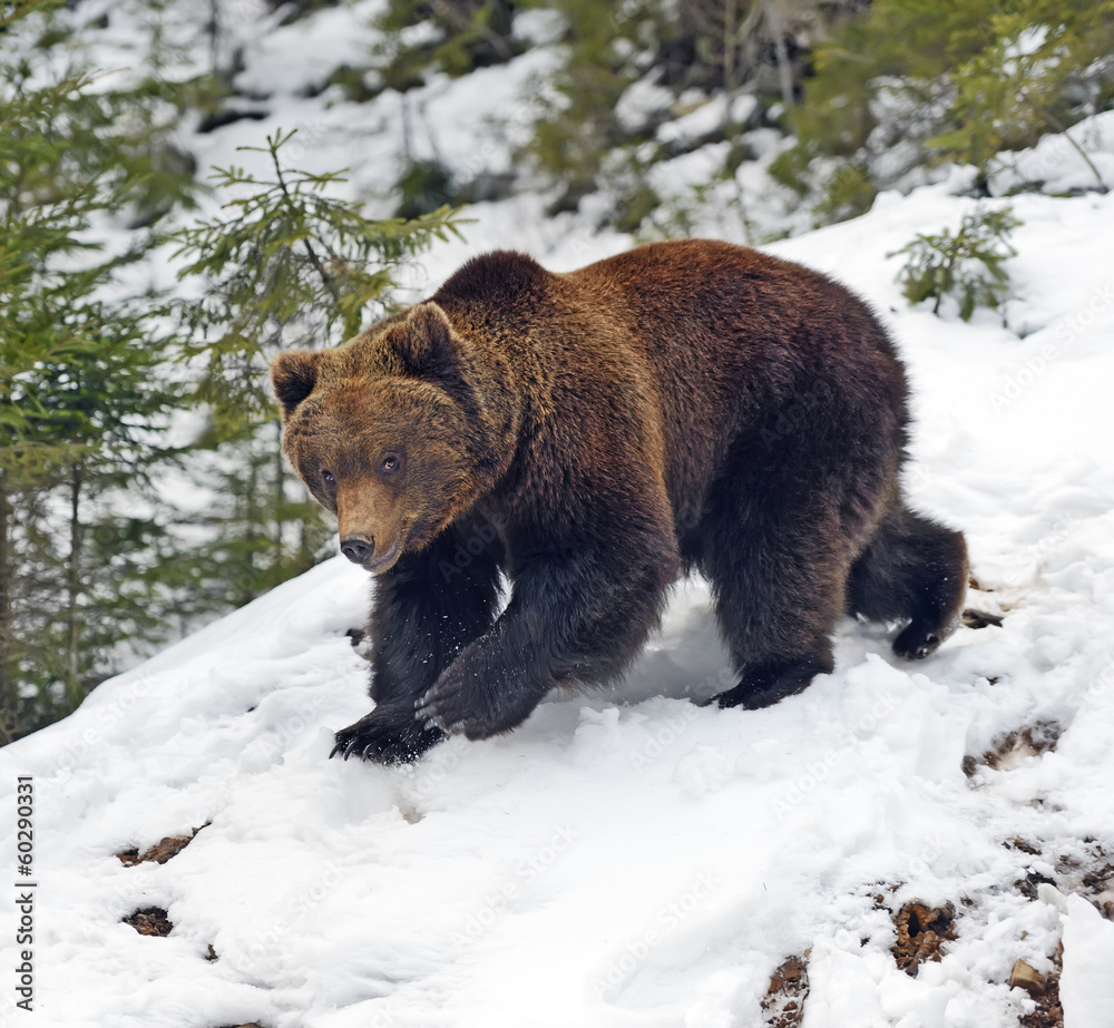 Canvas Prints Brown bear in the woods in winter