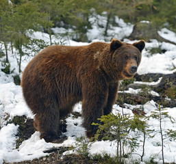 Obraz premium Brown bear in the woods in winter