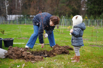 Little girl and her grandmother planting a tree