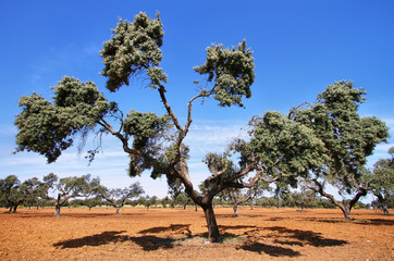 Cork oak trees in Spain