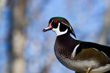 Male Wood Duck Profile