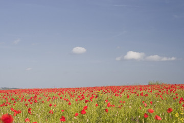Fototapeta premium Wiltshire Poppies