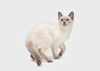 Thai cat on white background