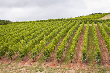 Fototapeta na wymiar Alsace vineyard