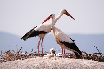 Storks above the rocks with their chick, Extremadura, Spain