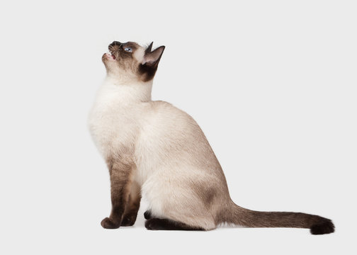 Thai Cat On White Background