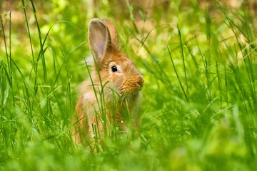 Fototapeta premium Rabbit in grass