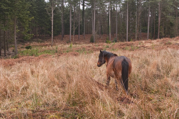 New Forest pony