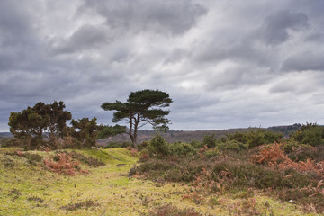 New Forest tree